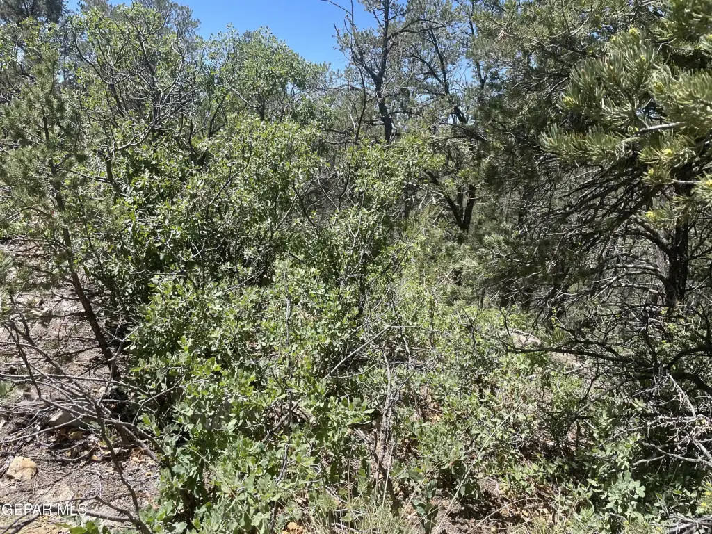 Picture 3