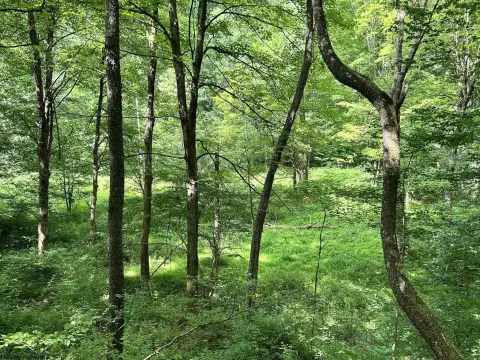 65 Acres of Natural Paradise