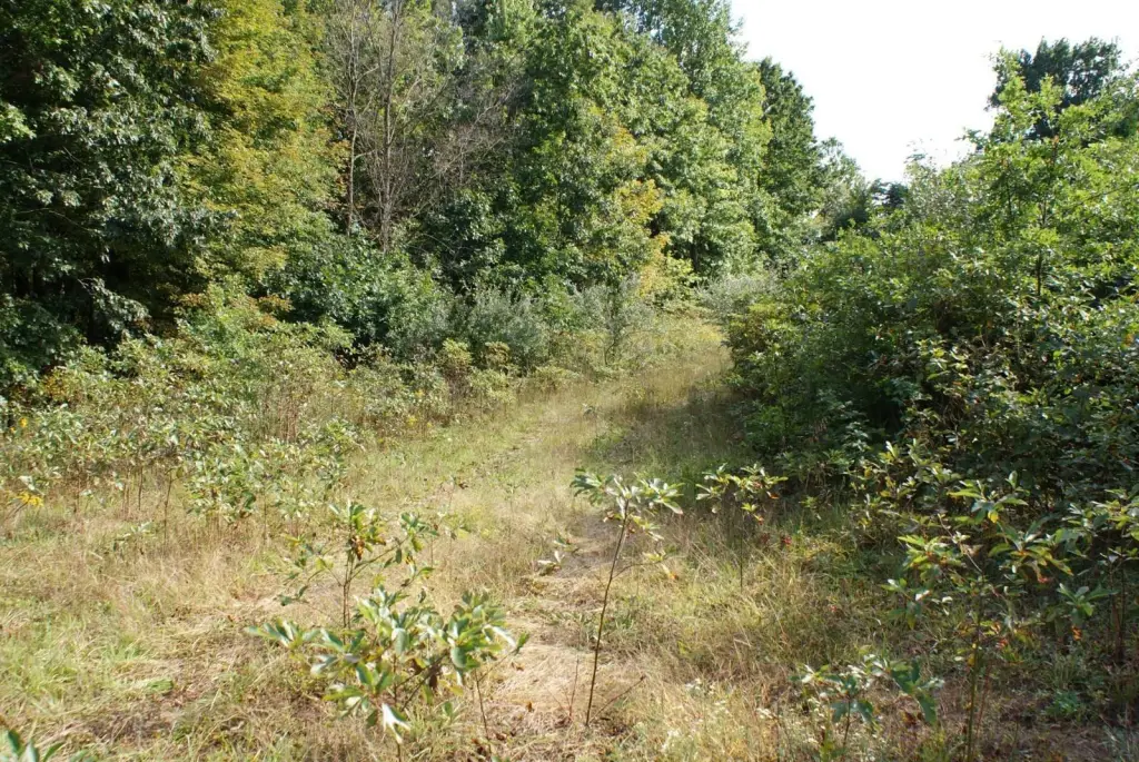 Picture 29