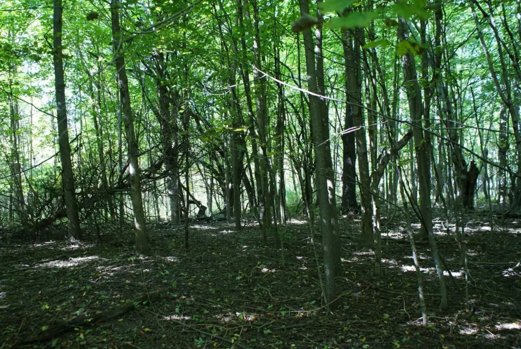 Picture 19