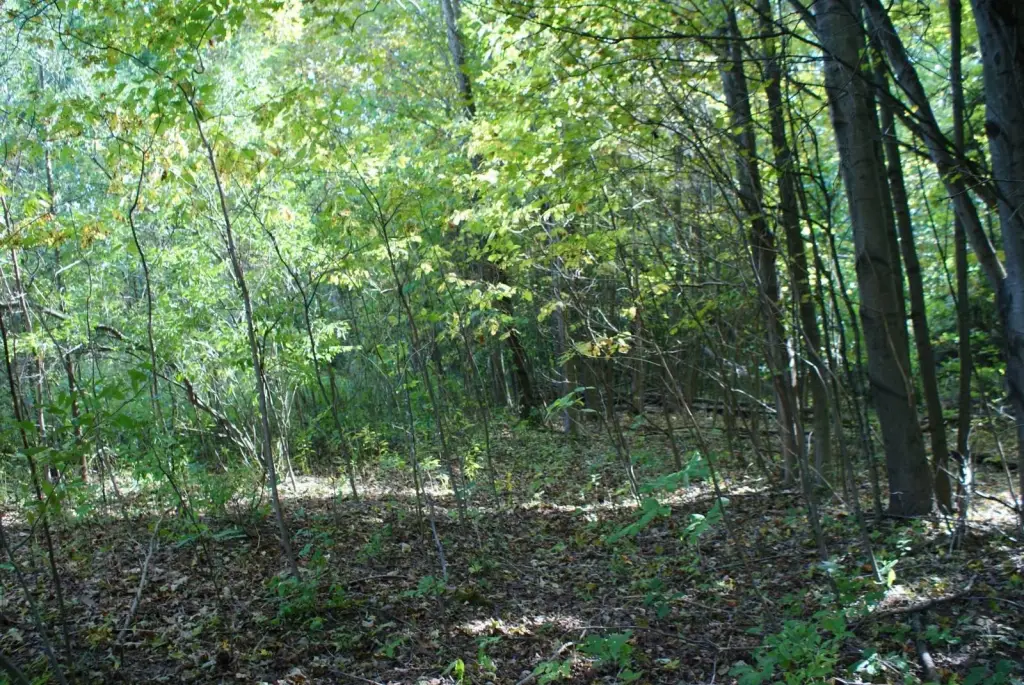 Picture 25