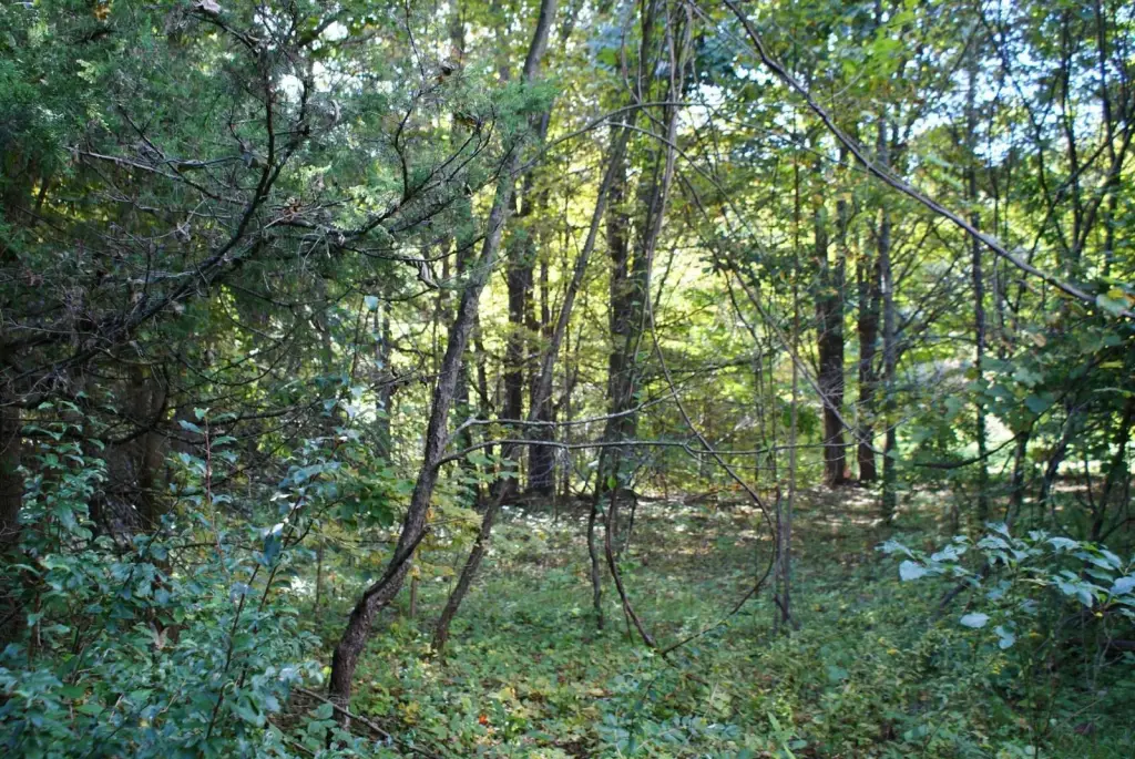 Picture 21