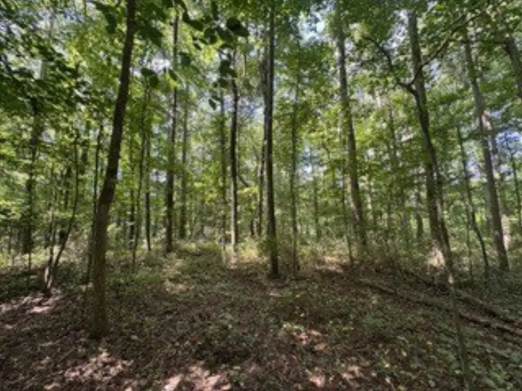 Picture 12