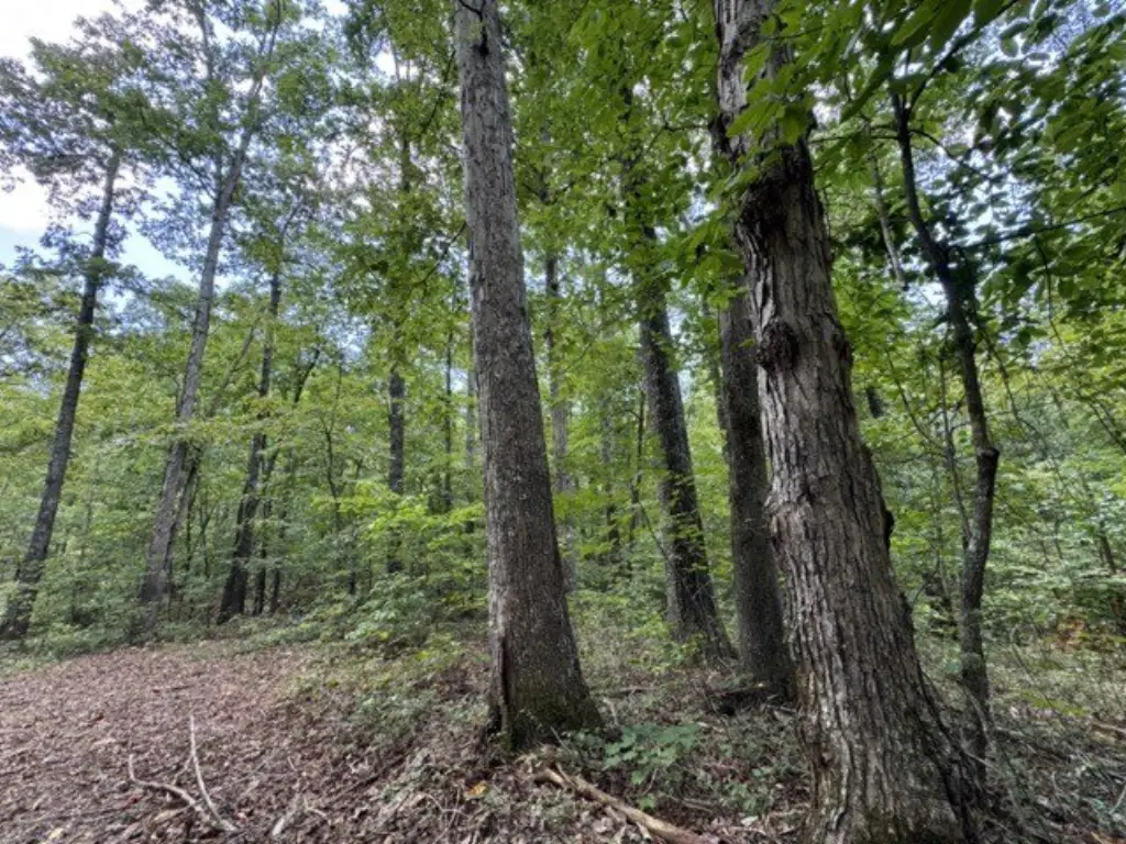 Picture 41