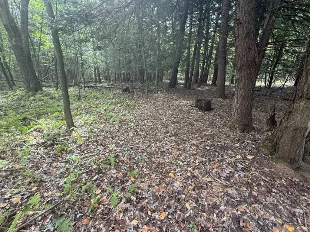 Picture 42