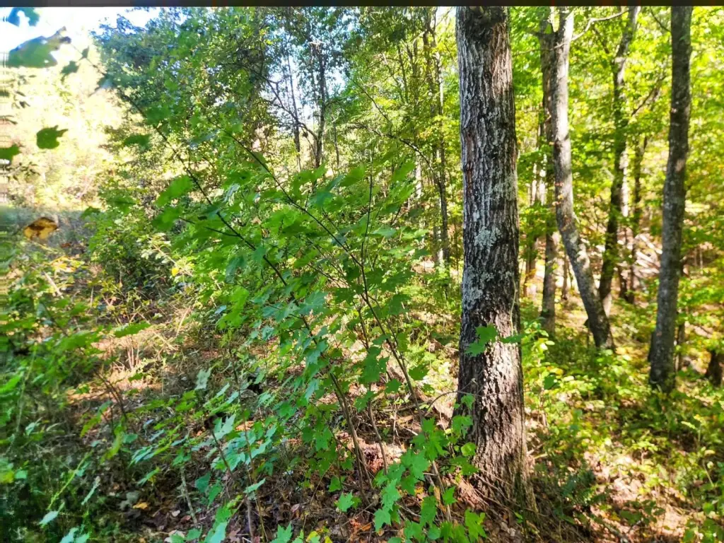 Picture 25