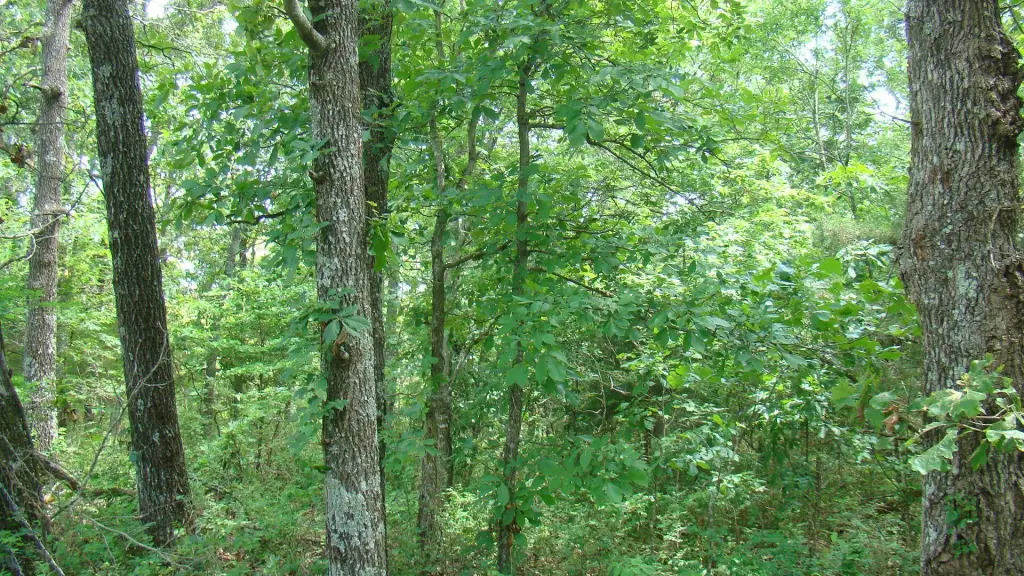 Picture 4
