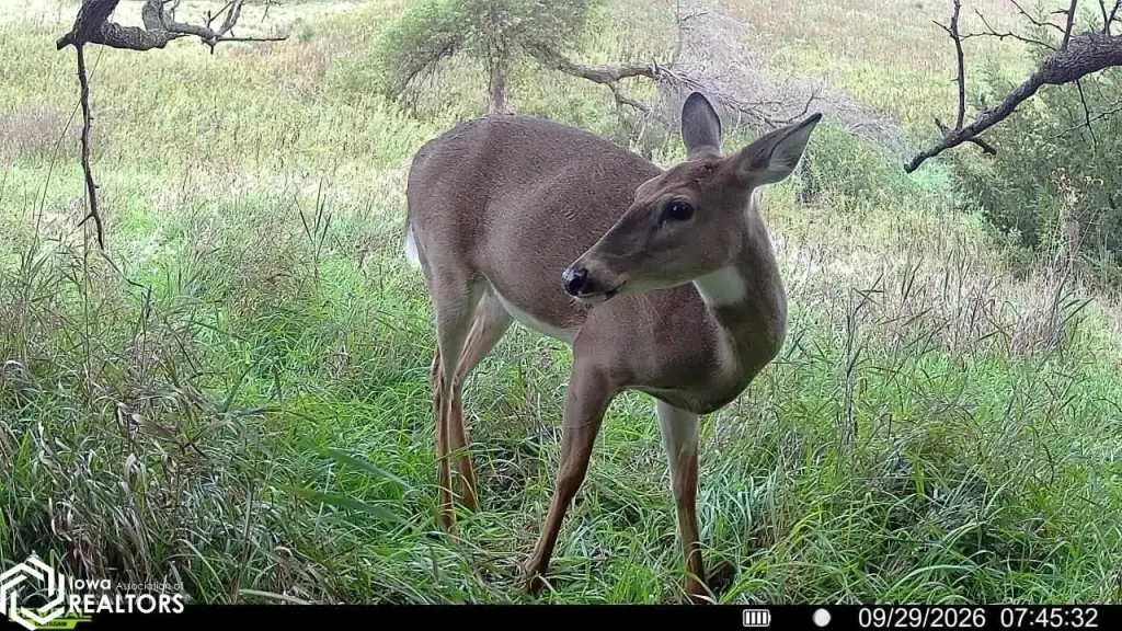 Picture 21