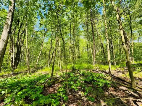 Land Near Trough Creek Park