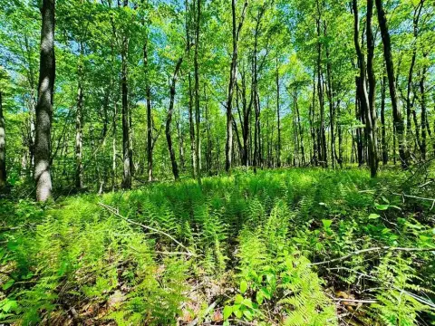 Land Near Trough Creek Park