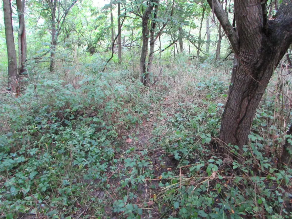 Picture 44