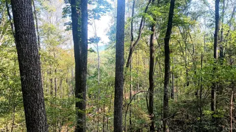 35.9 Acres of Wooded Land