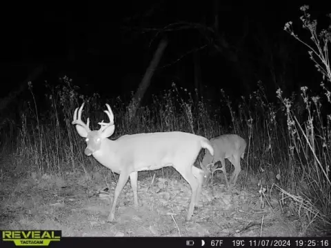 237 Acres Hunter's Paradise Land