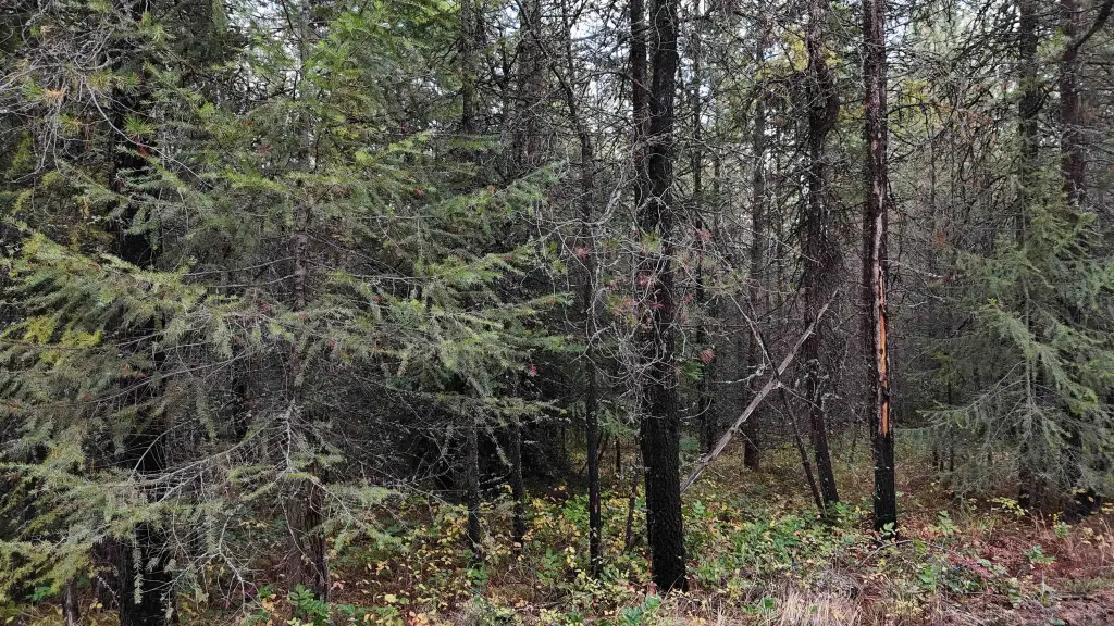 Picture 31