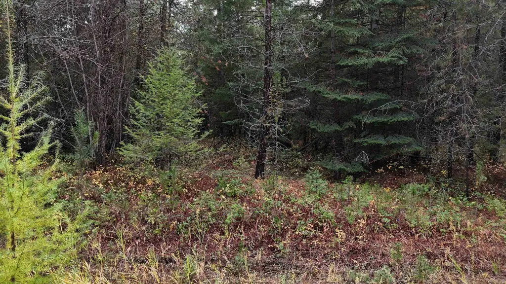 Picture 29