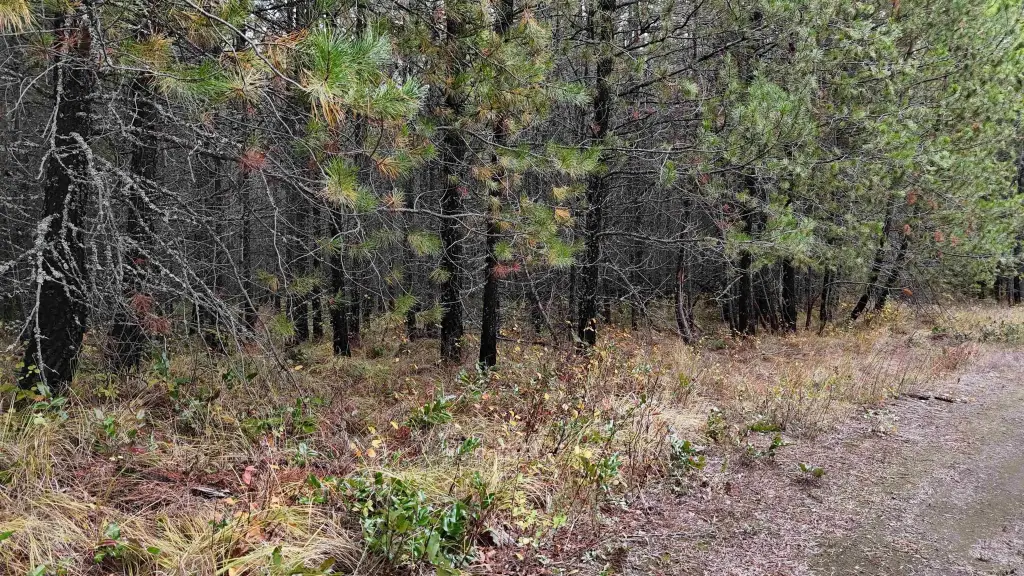 Picture 19