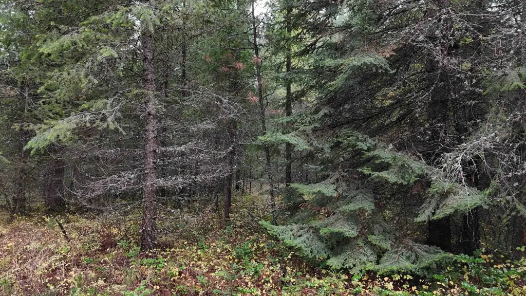Picture 20