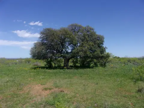 Texas Hill Country Land with Shelter