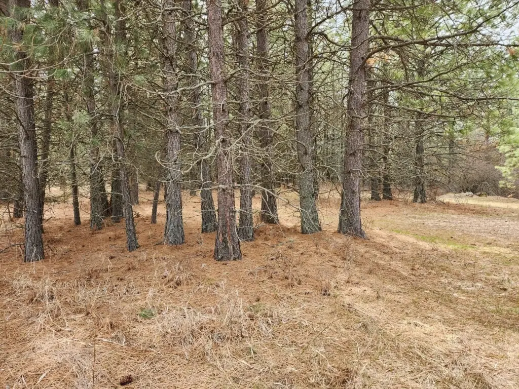 Picture 4