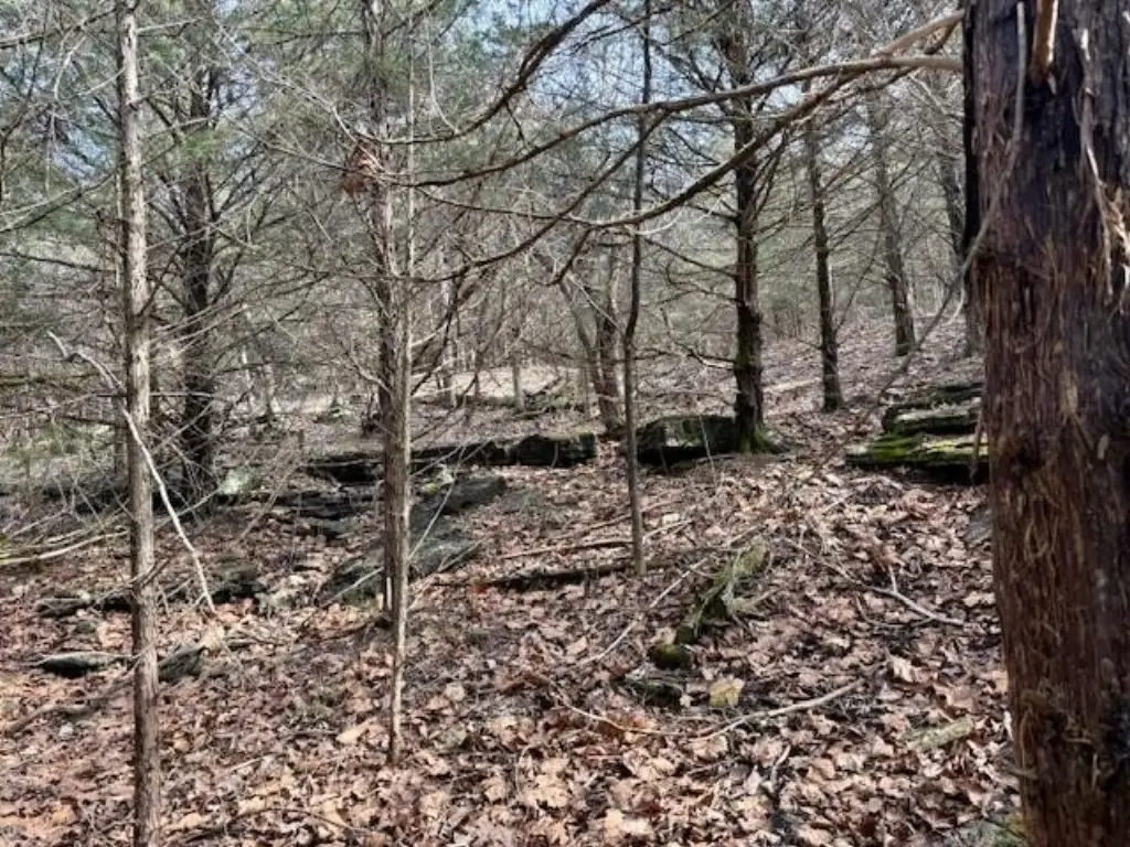 Picture 8