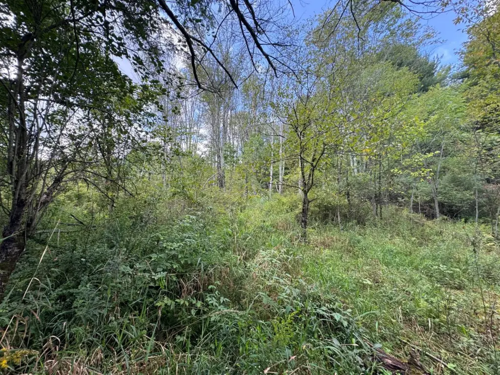 Picture 19