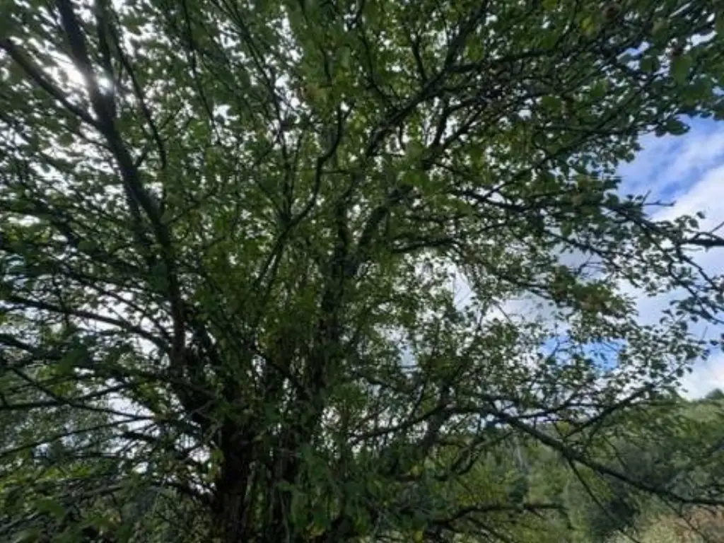 Picture 29