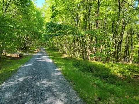 Wooded Land Near Raystown Lake