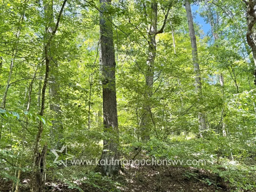 Picture 5