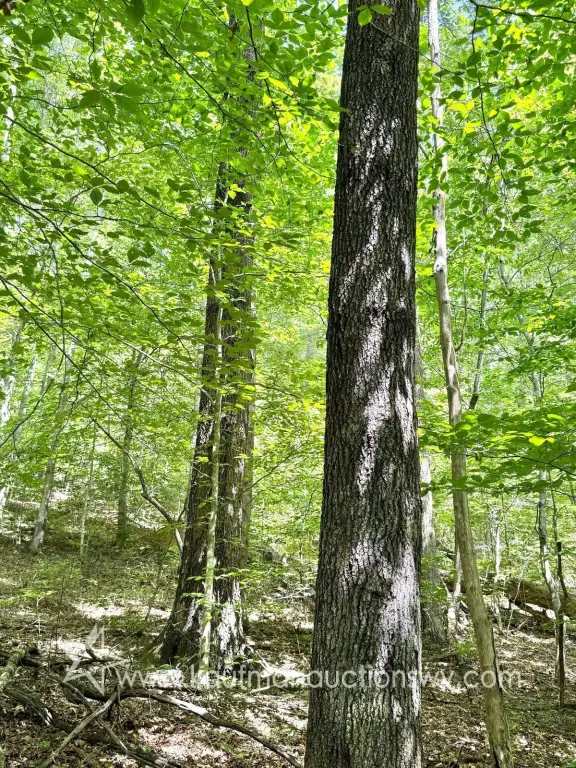 Picture 41