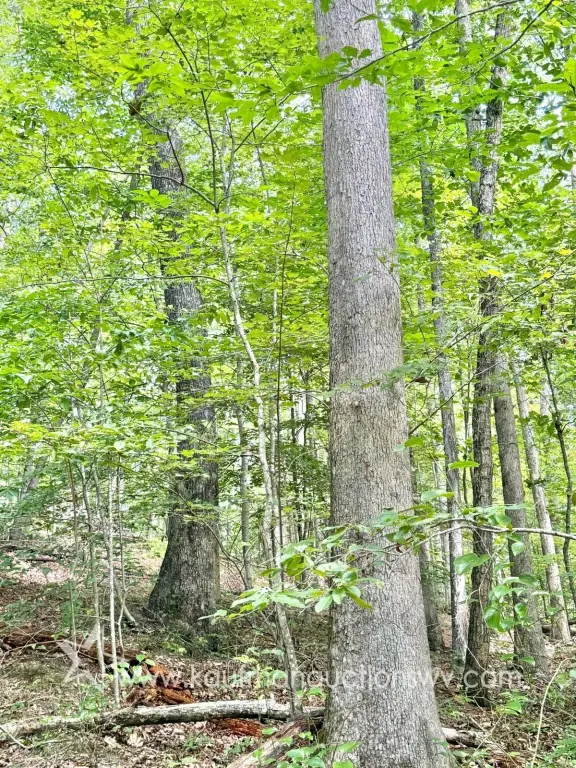 Picture 38