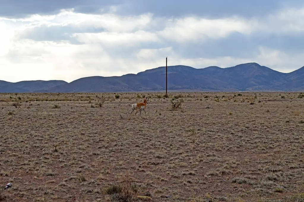 Picture 29