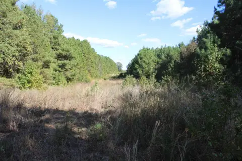 Timbered Land Parcel Near Jacksonville