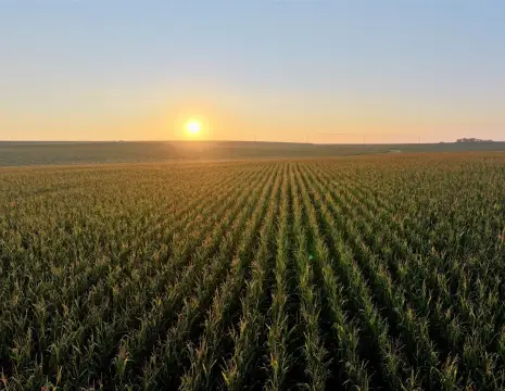 Prime Farmland Auction - Iowa
