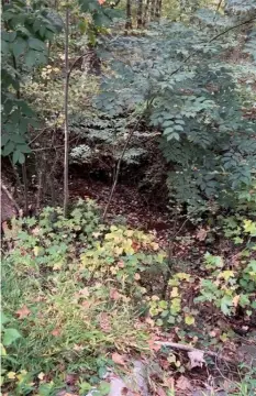 Three Lots in The Woodlands