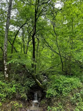 Oneida, KY Residential Land