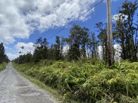Wooded Land in Fern Forest