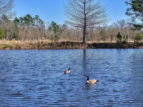 26+ Acre East Texas Land