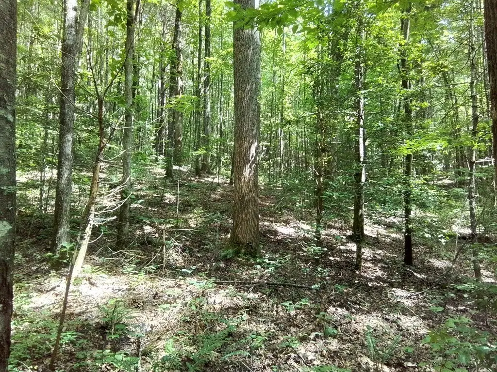 Picture 15