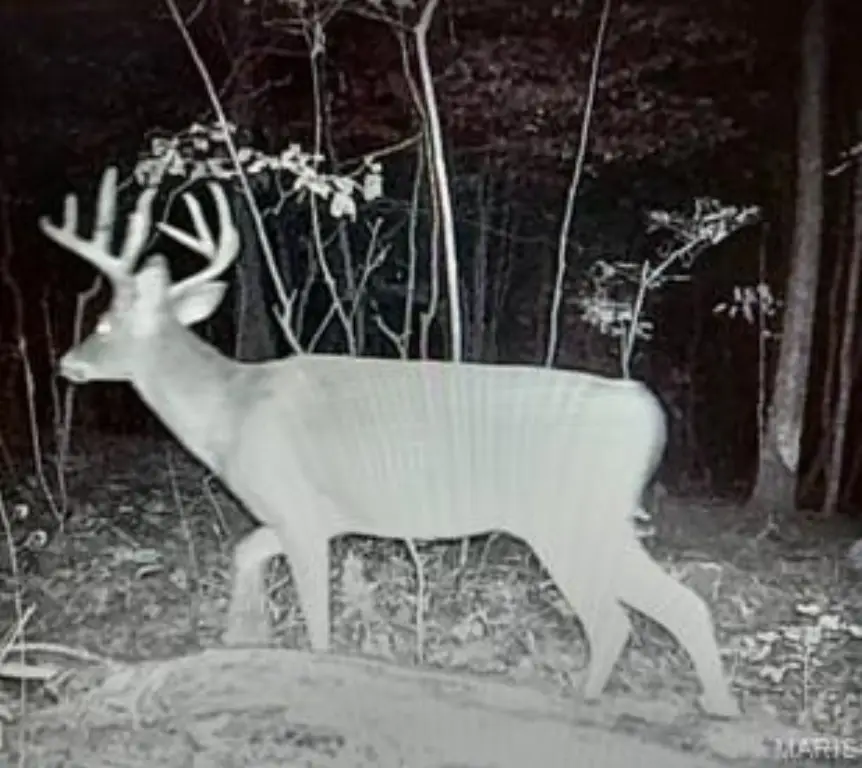Picture 2
