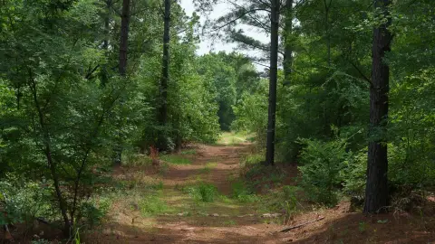 Timberland Tract with Interior Trails