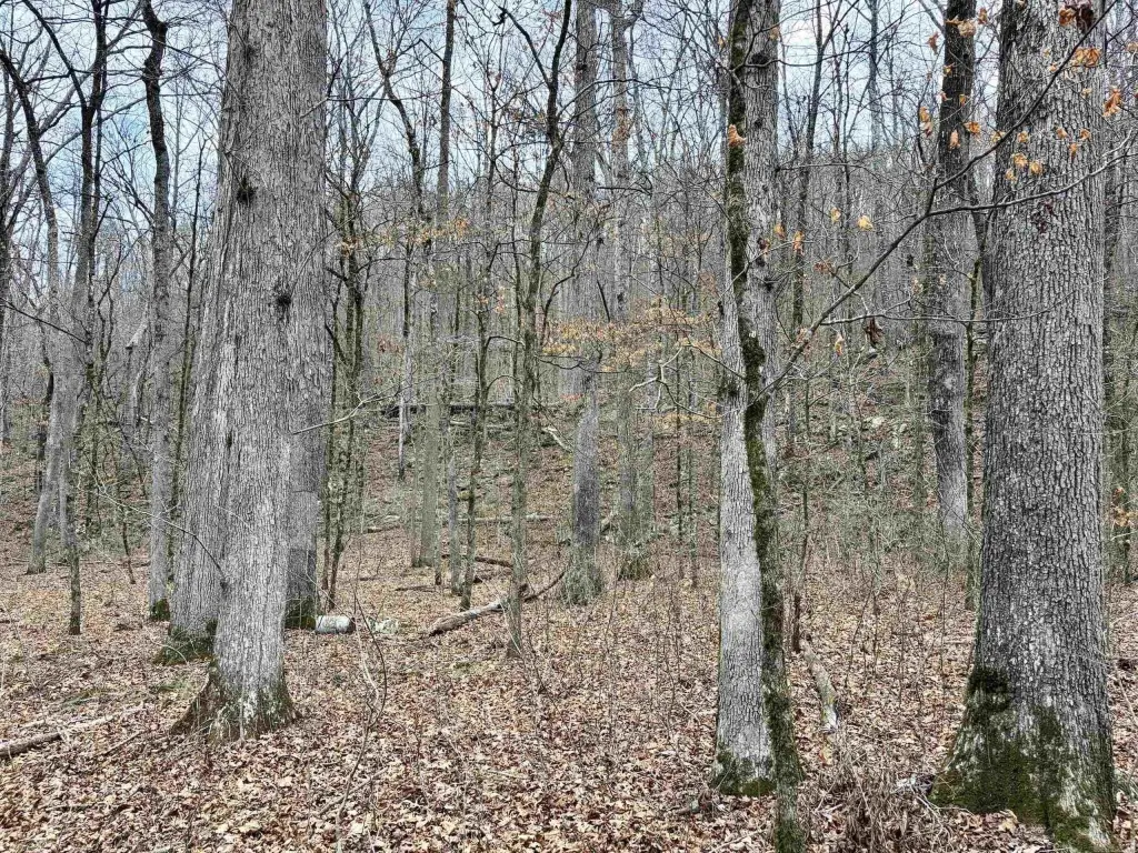 Picture 36