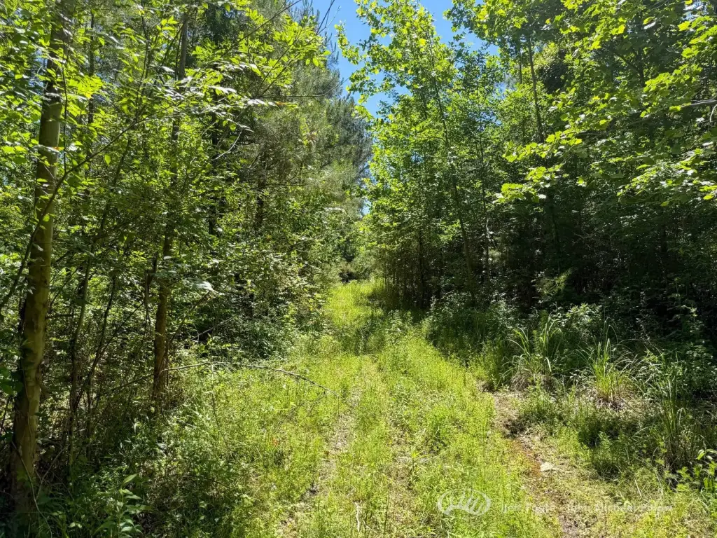 Picture 31