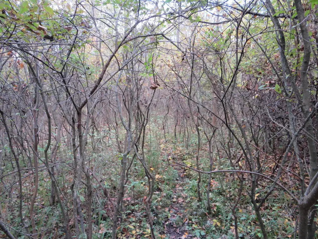 Picture 38