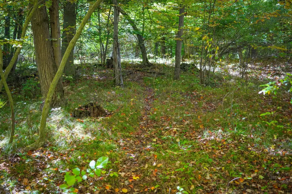 Picture 45