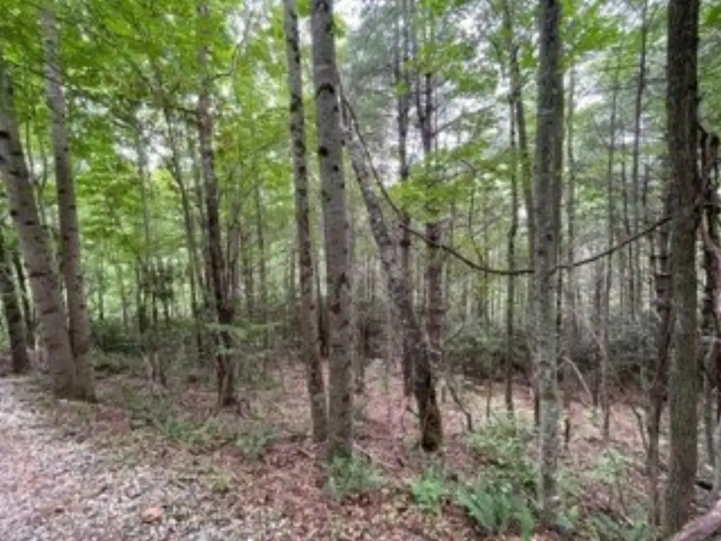 Picture 4