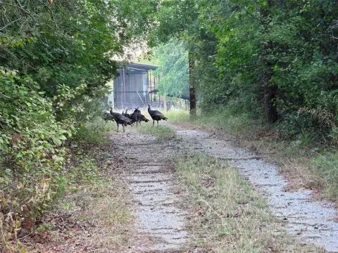 224 Acres Ideal Hunting Land