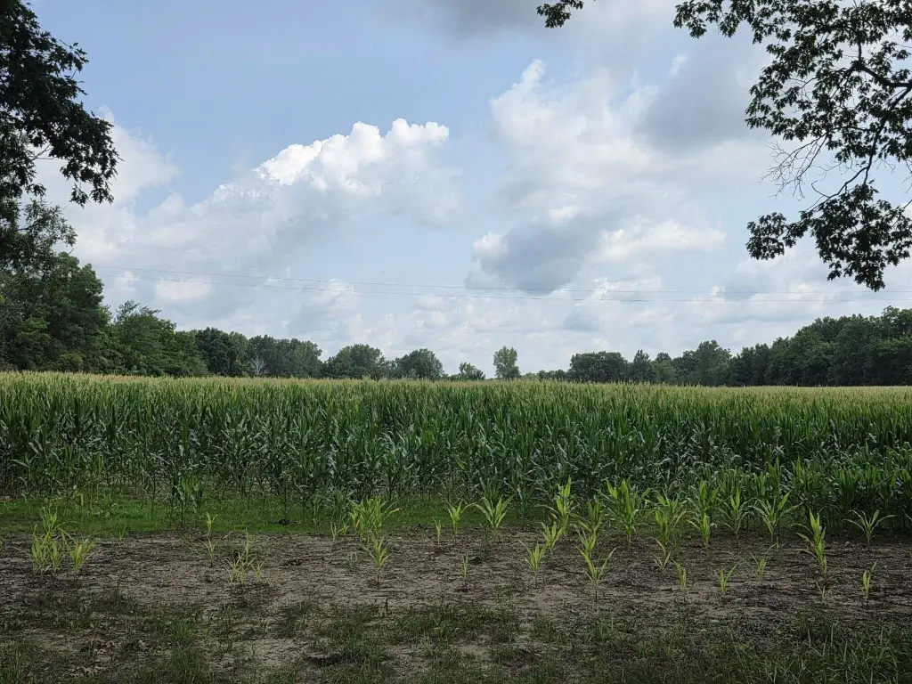 Picture 3
