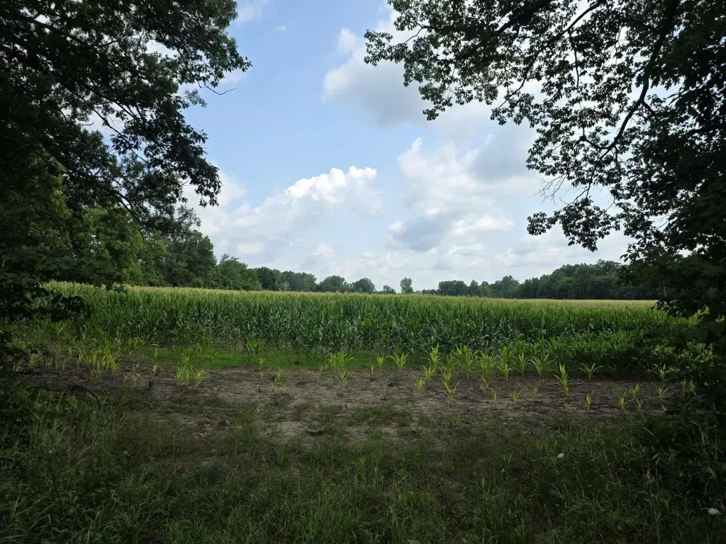 Picture 2