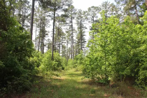 50 Acres Land in Rosston