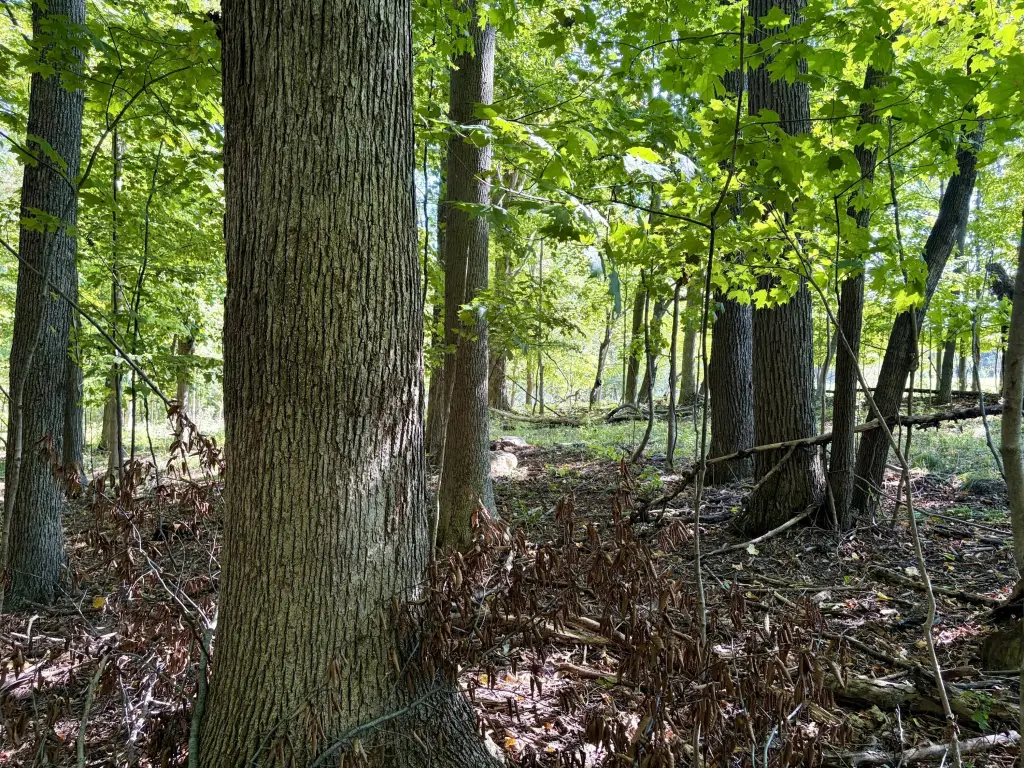 Picture 35